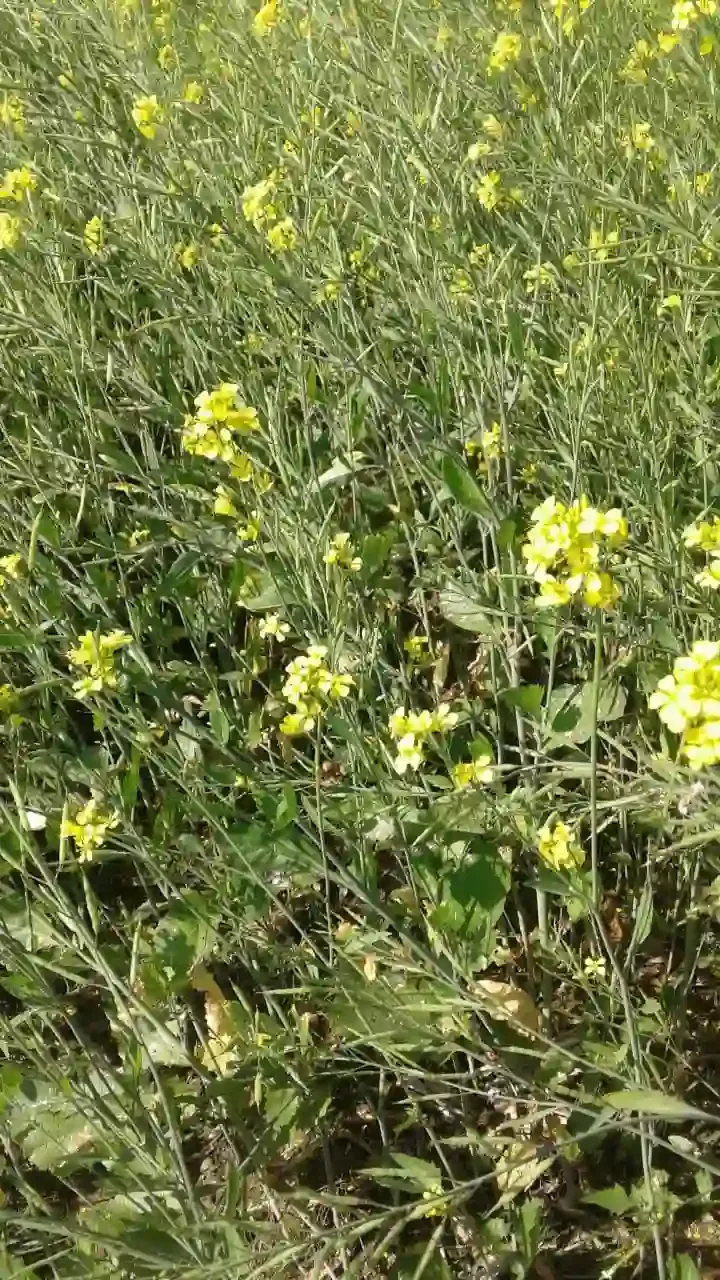 রোগ প্রতিরোধ ক্ষমতা বৃদ্ধিতে সাহায্য করে