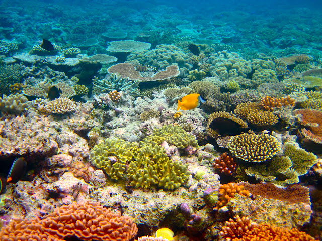 The Great Barrier Reef in Australia