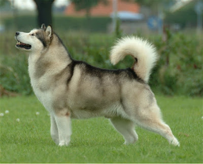 cara merawat alaskan malamute