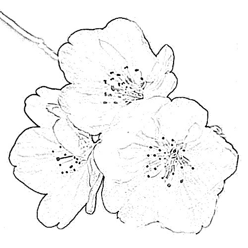 Sketch of Flower Sakura Drawing