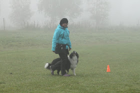 Kennel Briskness leiri pidetään perinteisesti Virroilla Marttisten lomakeskuksessa 1.-3.9-2017