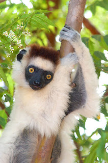 Sifakas