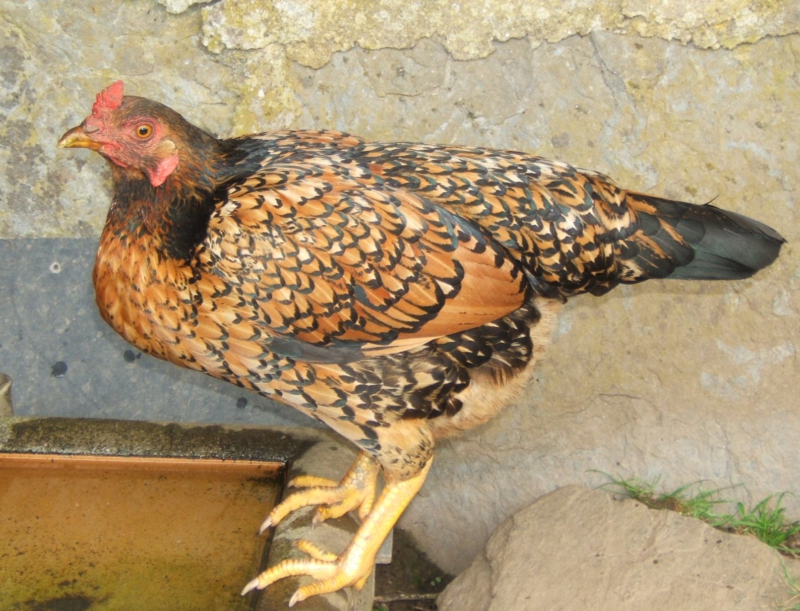 Bellecross Hens: Table birds
