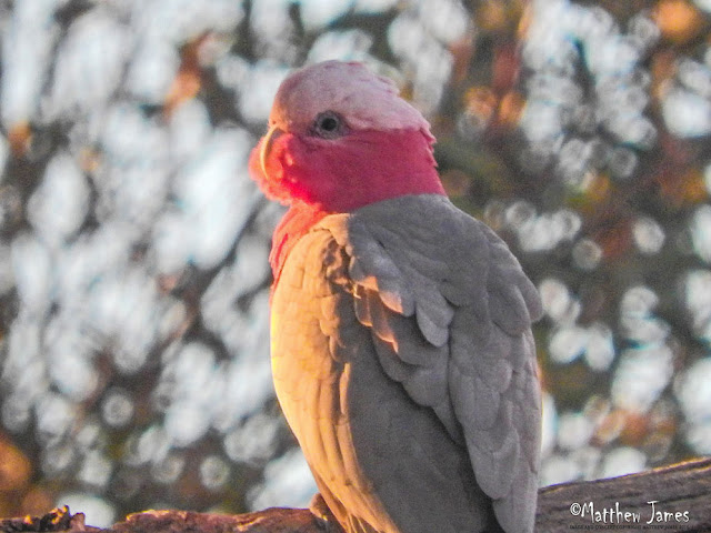 Galah - 17th May 2016