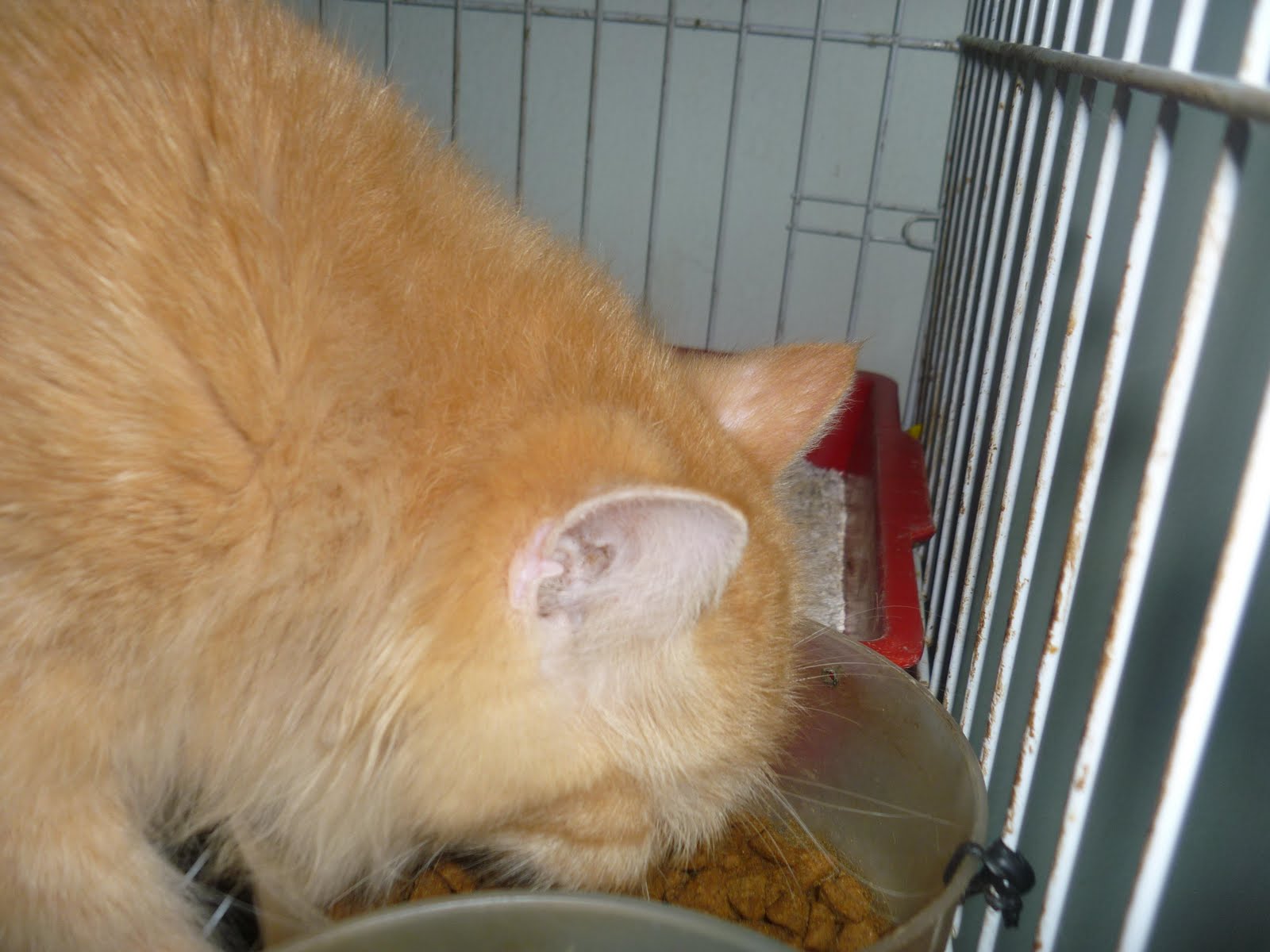 Kucing Utara Kalori Diet Diperlukan Kucing
