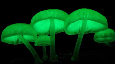 Mycena chlorophos image,luminous mushroom fungusimage