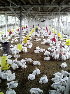 INFO Realisasi Harga Broiler (livebird)