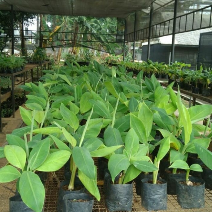 bibit tanaman pisang emas kirana cepat berbuah denpasar Aceh