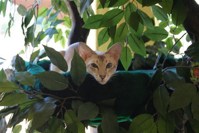 Wood Cat Trees