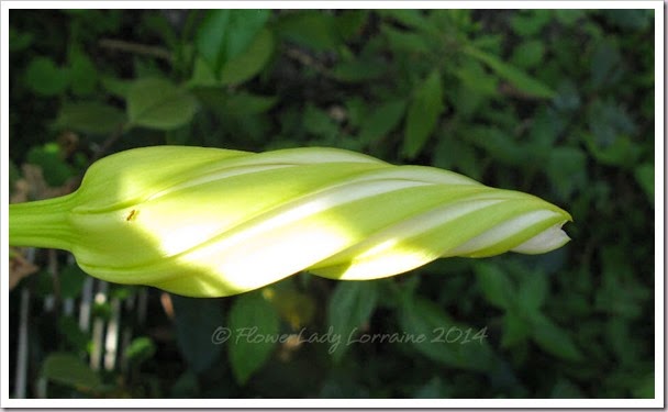 04-27-moonflower