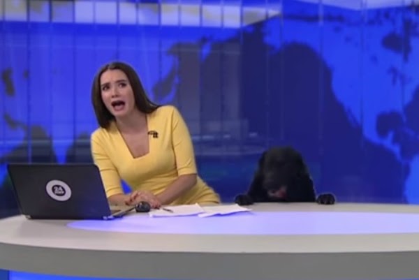 Perro asusta a conductora en noticiero (VIDEO)