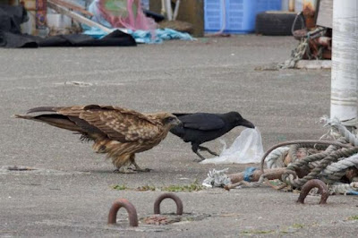 This Crow Does Have Some Guts Seen On www.coolpicturegallery.us