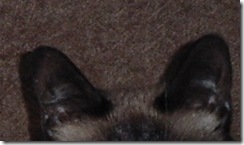 vinni (2)