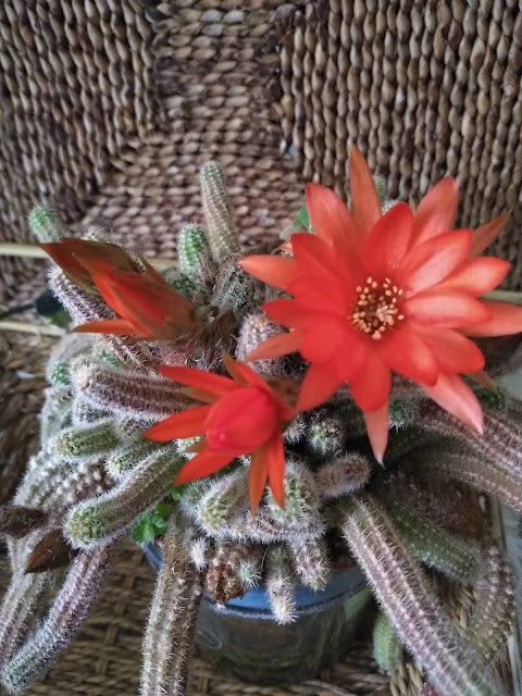 LAS FLORES DE LOS CACTUS 