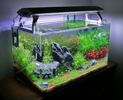 Live Plants for Nature Aquariums