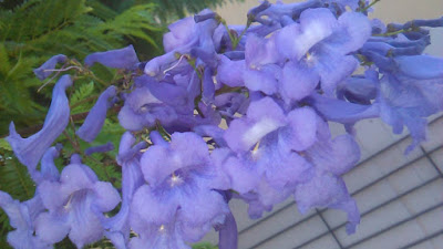 flores de jacaranda