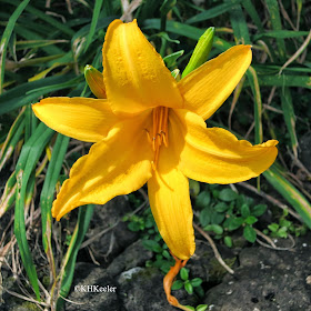 Hemerocallis hybrid, day lily