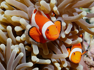 Clown Fish Wallpapers