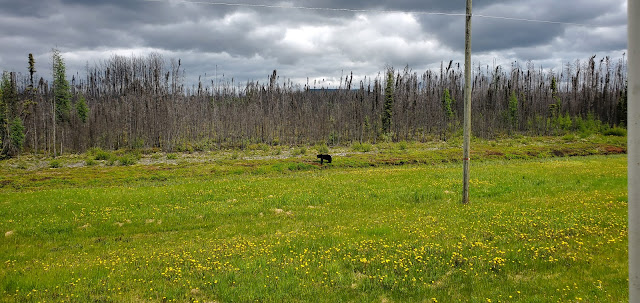 Black Bear on the side of the road on Alaska highway in British Columbia