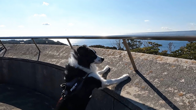 保護犬 ボーダーコリー トーマ 南房総 館山 大房岬自然公園