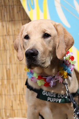 Yellow Lab puppy Neils wearing a Hawaiin lei