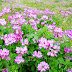 無料ダウンロード げんげ 花 296629-げんげ 花 画像