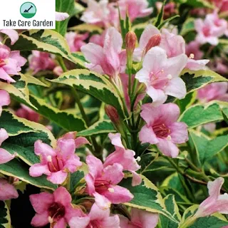 Weigela Florida - Growing and Care Guide