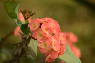 Euphorbia milii