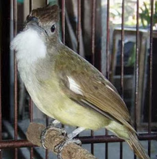 Foto Burung Cucak Jenggot Daftar Harga Terbaru 