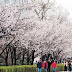 Festival Bunga Sakura Di Korea (งˆ▽ˆ)ง
