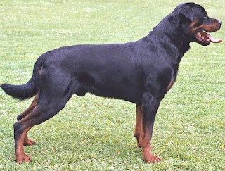 Originea Rottweiler-ului