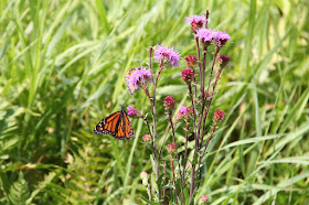 monarch butterfly feeding