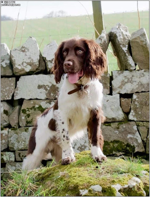 springer spaniel