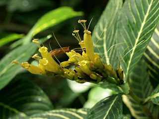 Fleur de Sanchezia non ientifié