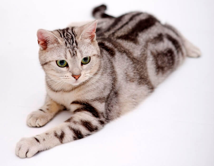 6 Jenis Kucing Yang Sesuai Dengan Personaliti Anda Sentiasa Panas