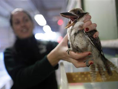 pássaro kookaburra obeso devido a alimentação inadequada, na Austrália - Tim Wimborne/Reuters