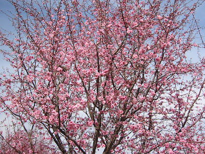 Even the cherry blooms!