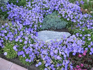 bellflower