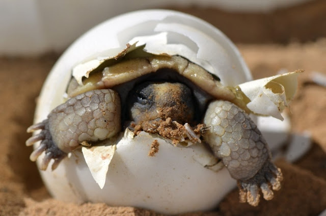 https://planeta.jeyviral.com/vuelven-a-nacer-tortugas-en-galapagos-despues-de-100-anos/?fbclid=IwAR0YtuSxc8d1vrvjyJAFdGdmOnXgNdr1Vdf8GC1hly4cby0bI_DuBCsOpeA