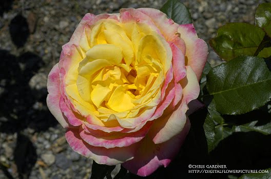 Hybrid Tea Rose #39;Love amp; Peace#39;