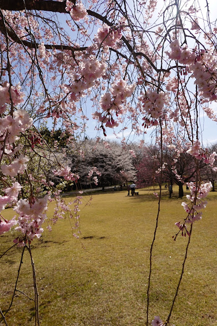 鳥取県西伯郡南部町鶴田 とっとり花回廊 桜の広場