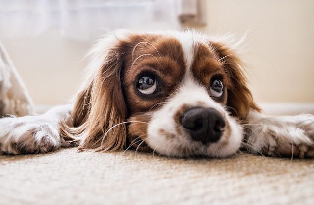 11 Erros comuns que os donos de cachorros cometem