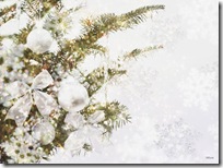 Christmas-new-year-wallpapers (29)