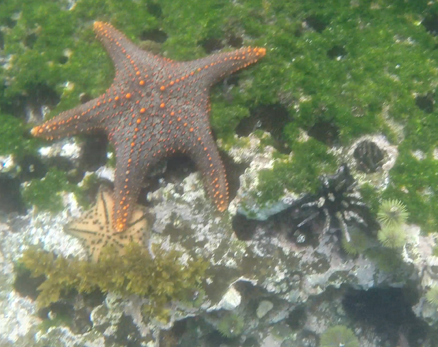 Estrellas de mar, snorkel en Isla Isabela, Islas Galápagos