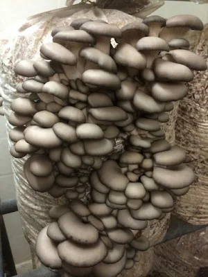 Buy oyster mushroom supplements online