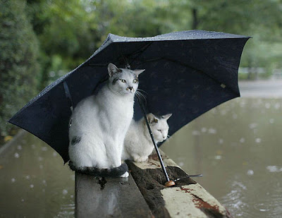 Cats under umbrella