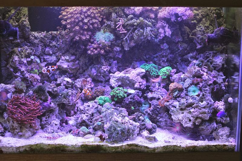 Aquascape Eye Candy 11 Examples For Inspiration Marine Depot Blog