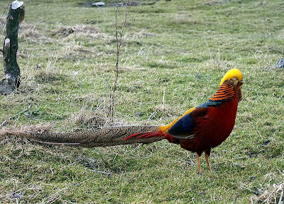 Golden Pheasant