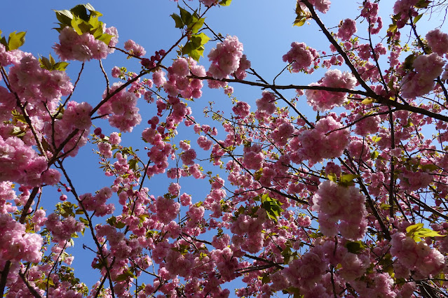 別所川渓流植物園　ヤエザクラ（八重桜）