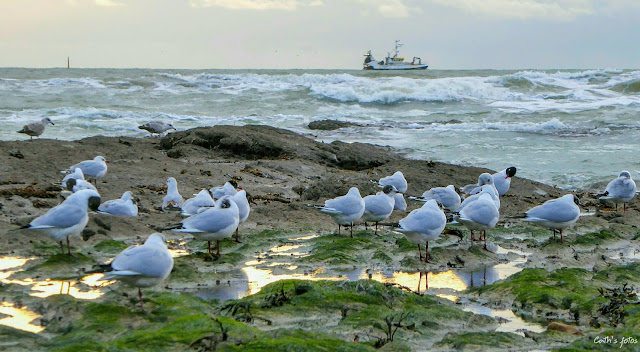 mouettes